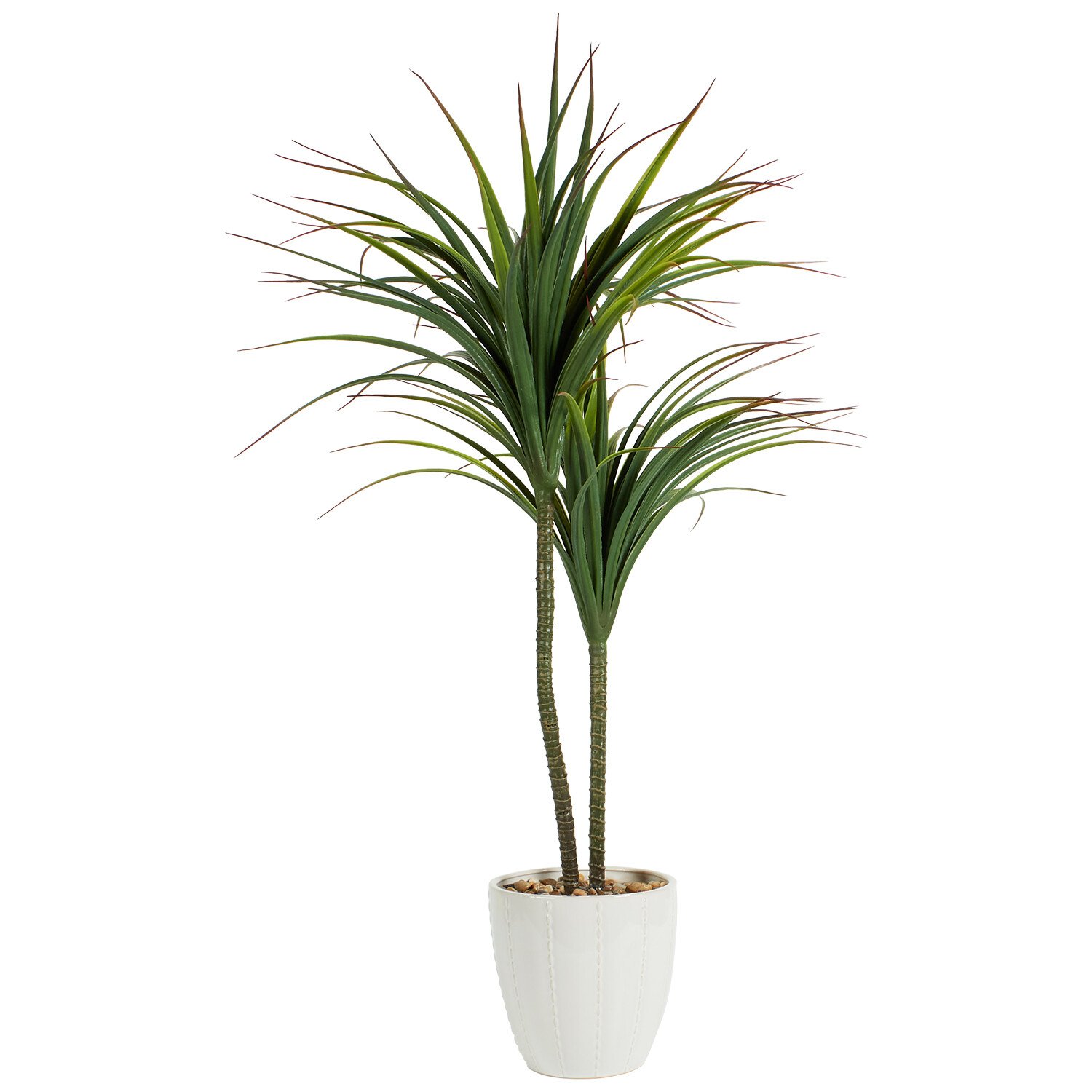 Dragon Tree in Ceramic Pot - Green and White Image 4