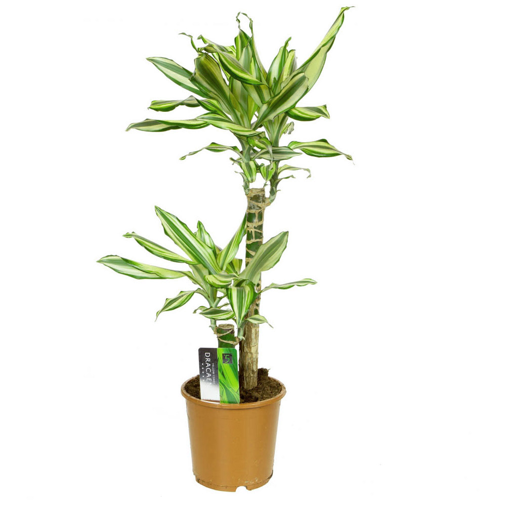 YouGarden Dracaena Fragrans Dragon Tree Image 2