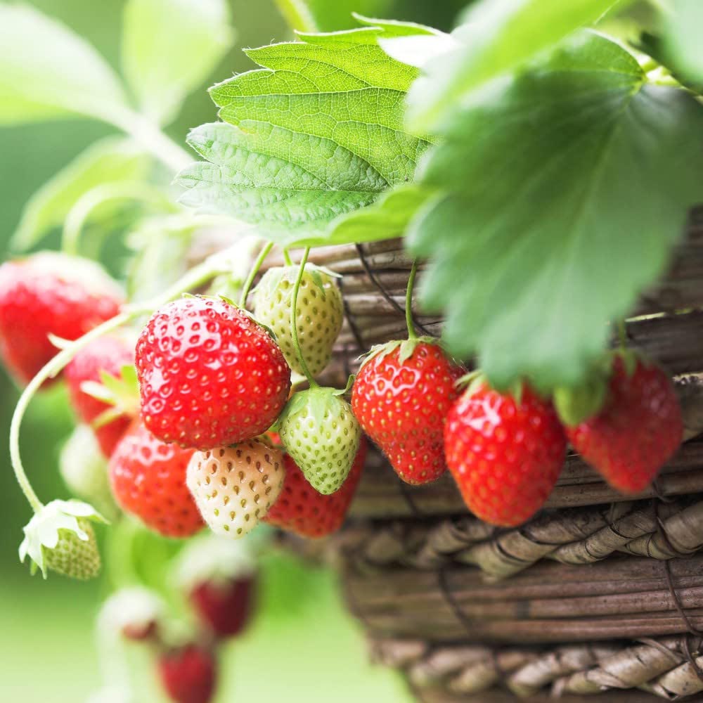 Thompson and Morgan Strawberry Montana Plant in Pot 9cm 3 Pack Image 1