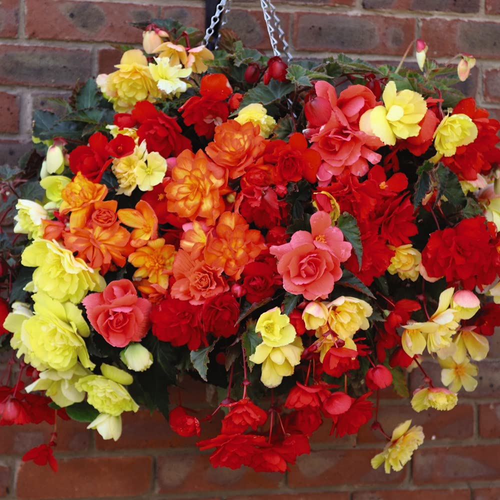 Thompson and Morgan Begonia Illumination Mix Hanging Basket 35cm Image 3