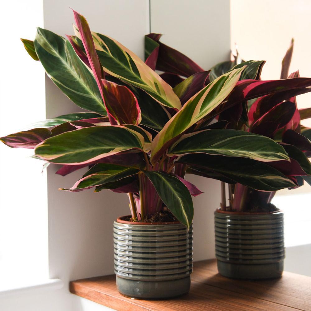 Thompson and Morgan Stromanthe Sanguinea Triostar Plant in Pot 14cm Image 3