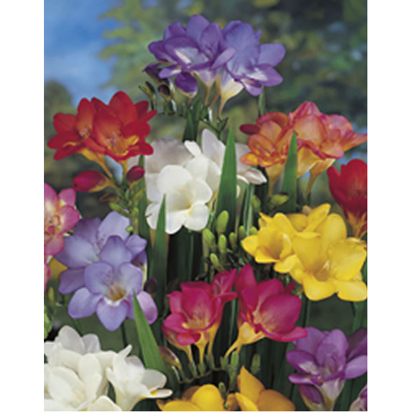 Wilko Spring Bulbs Freesia Single Mix 5/6 15pk Wilko