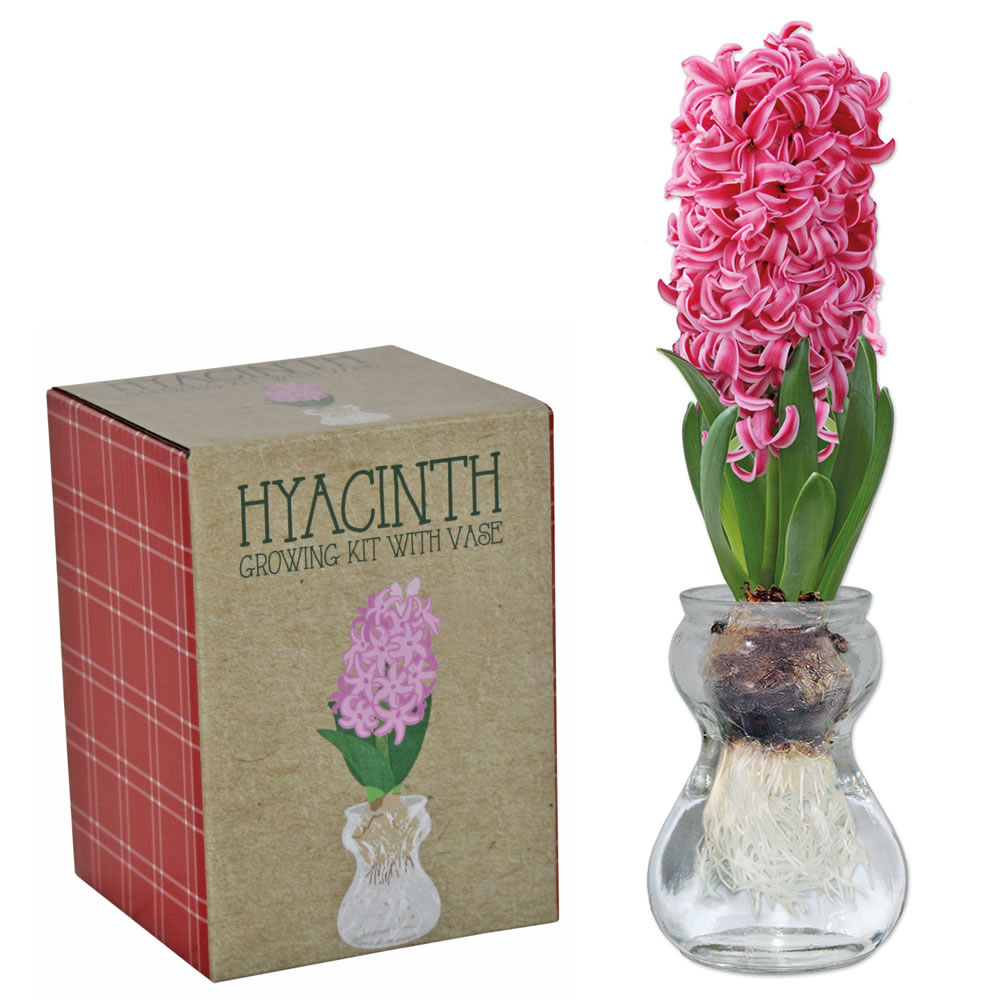 Wilko Premium Single Glass Hyacinth Image 2