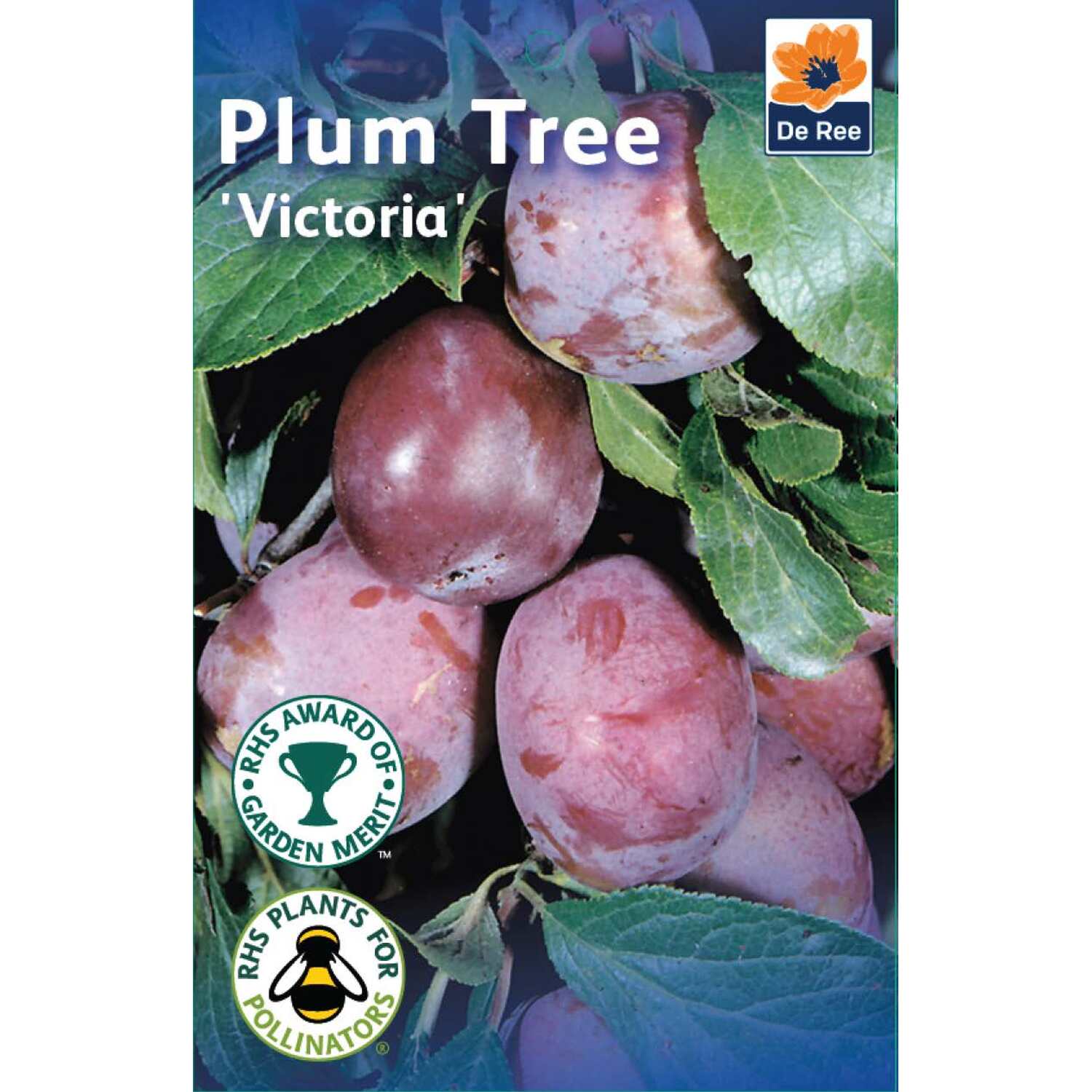 Plum Victoria Fruit Tree - Purple Image