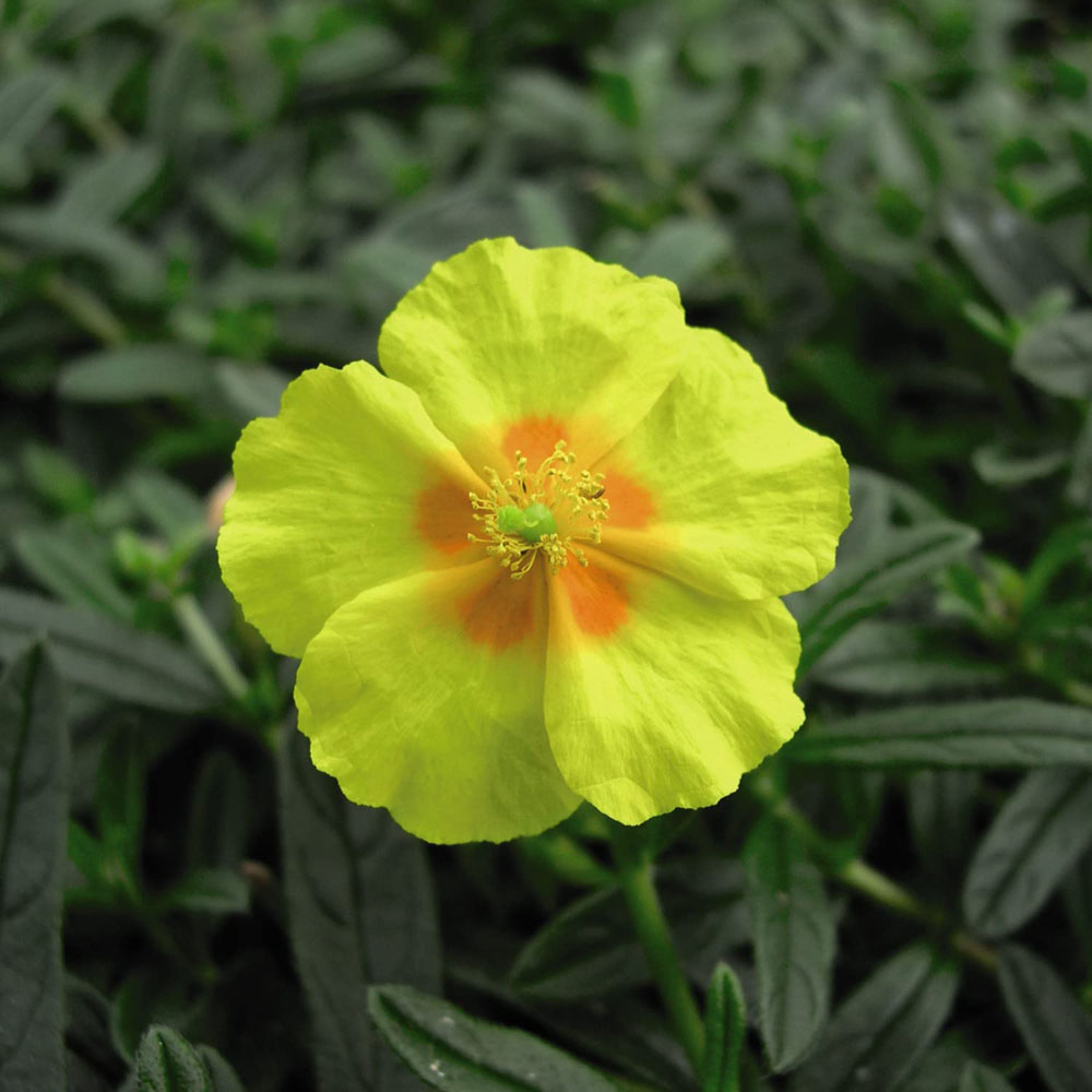 Thompson and Morgan Helianthemum Ben Fhada Plant Pot 1L 2 Pack Image 1