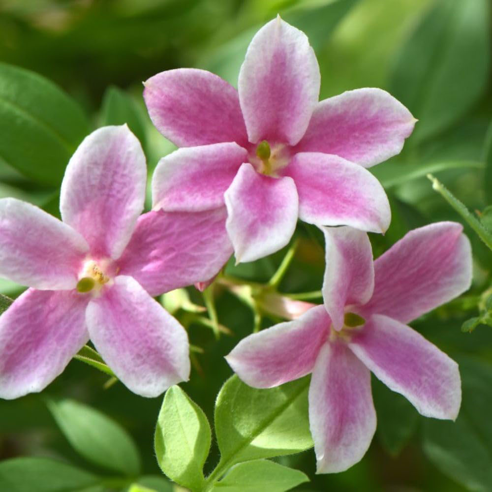 Thompson and Morgan Jasminum Starry Starry Summer Scent Plant Pot 3L Image 1