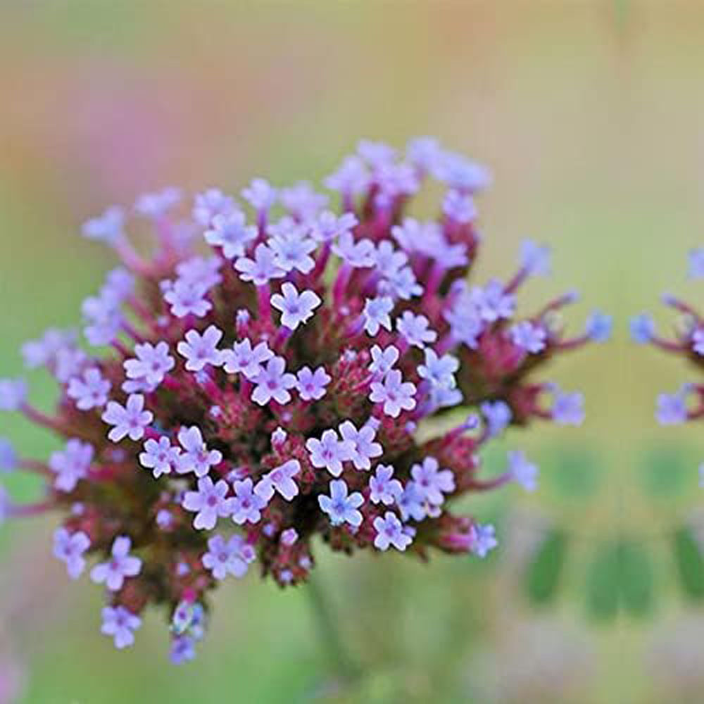 Thompson and Morgan Verbena Buenos Aires Plant Plug 72 Pack Image 4