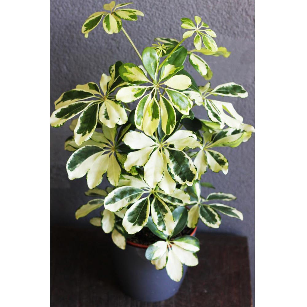 Thompson and Morgan Schefflera Arboricola Charlotte Plant in Pot 13cm Image 4