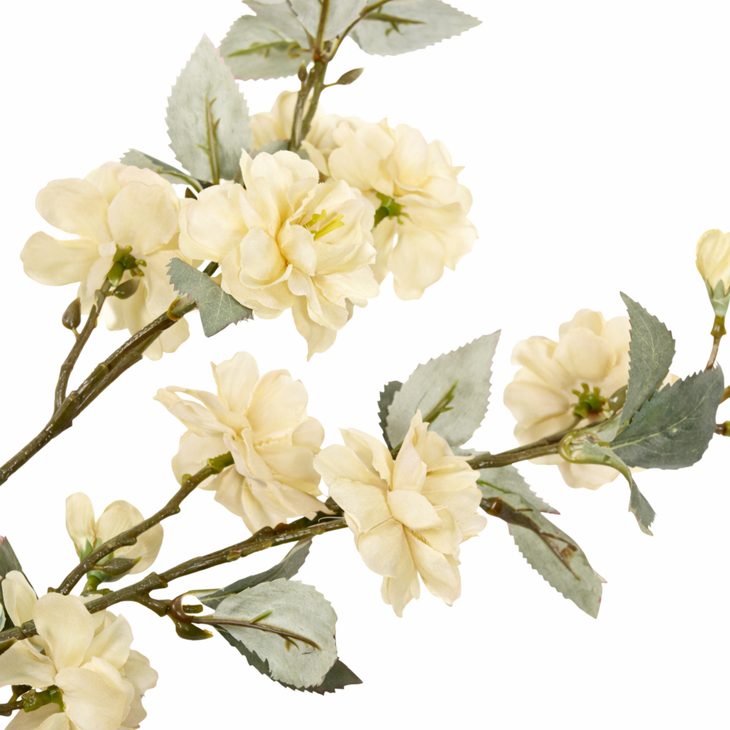 Camellia Stem Image 9