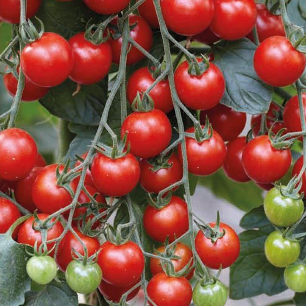 Wilko Summer Vegetable Bucket - Tomato 18 x 18 x 17.5cm Image 1
