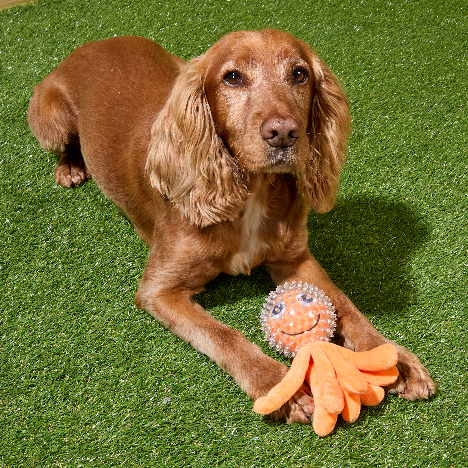 Spikey Aqua Ball Dog Toy Orange Image 3