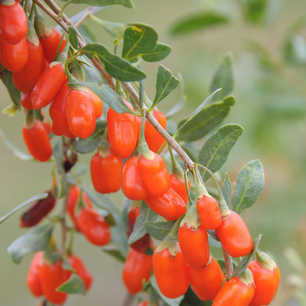 Thompson and Morgan Lycium barbarum Goji Berry Plant Pot 9cm Image 2