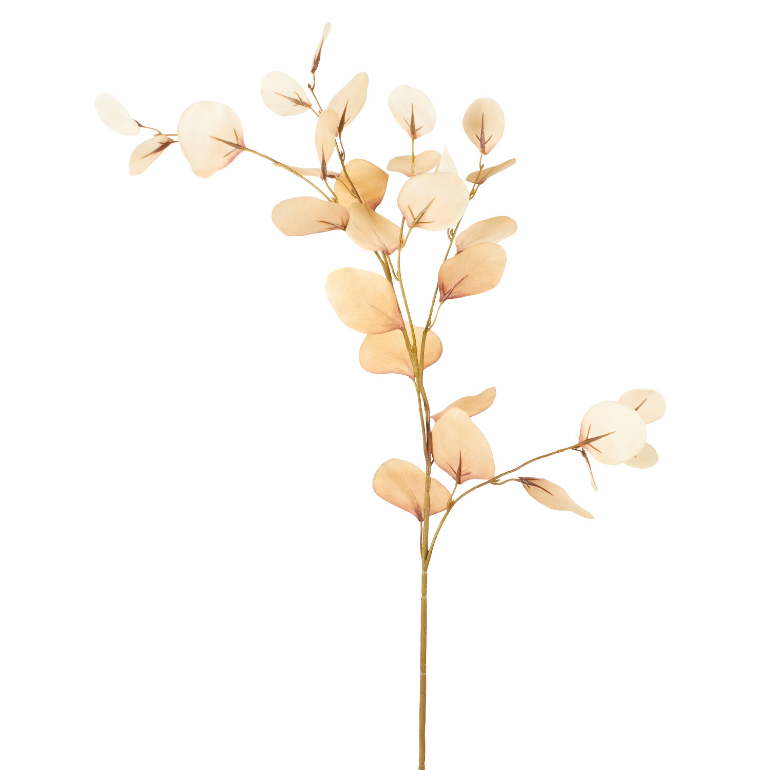 Assorted Eucalyptus Stem Image 1