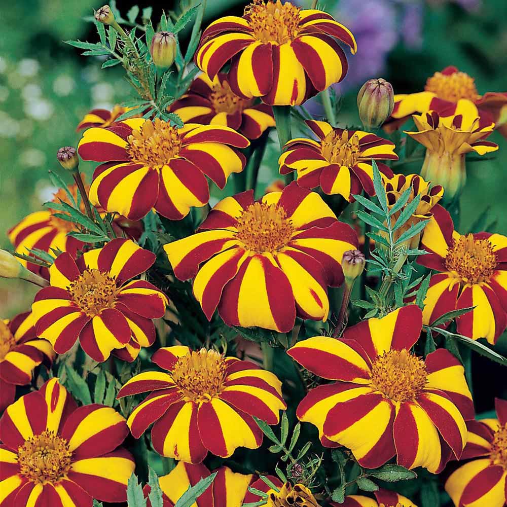 Johnsons Seeds Marigold (French) Jolly Jester Image 1