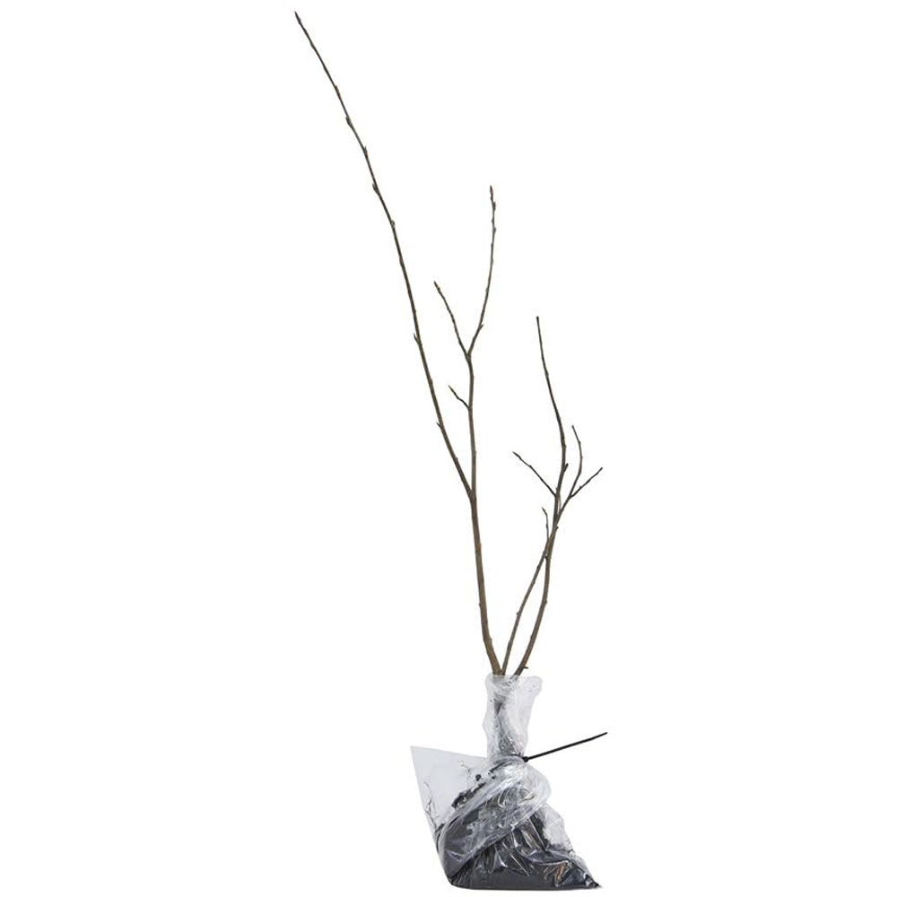 Thompson and Morgan Apricot Flavourcot Bare Root Tree 2 Pack Image 3