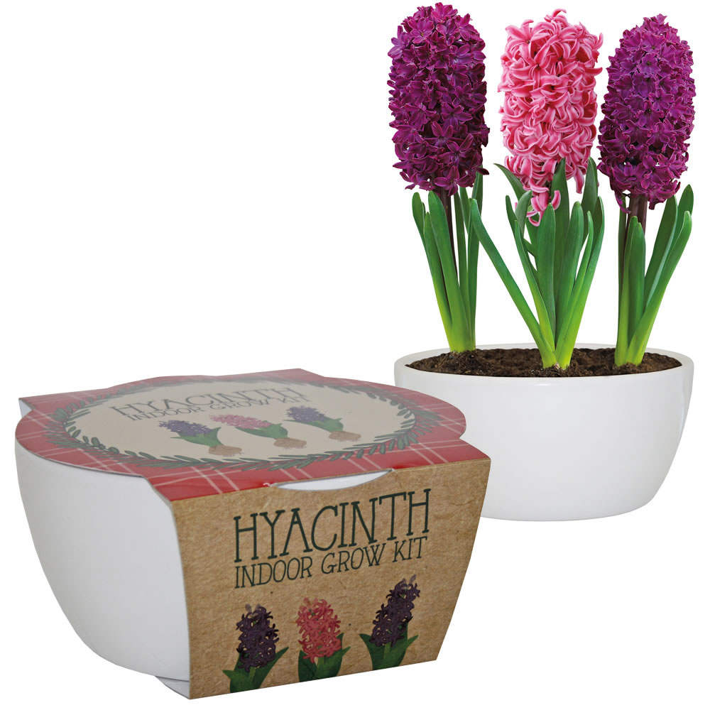 Wilko Plant Ceramic Hyacinth Bowl Image