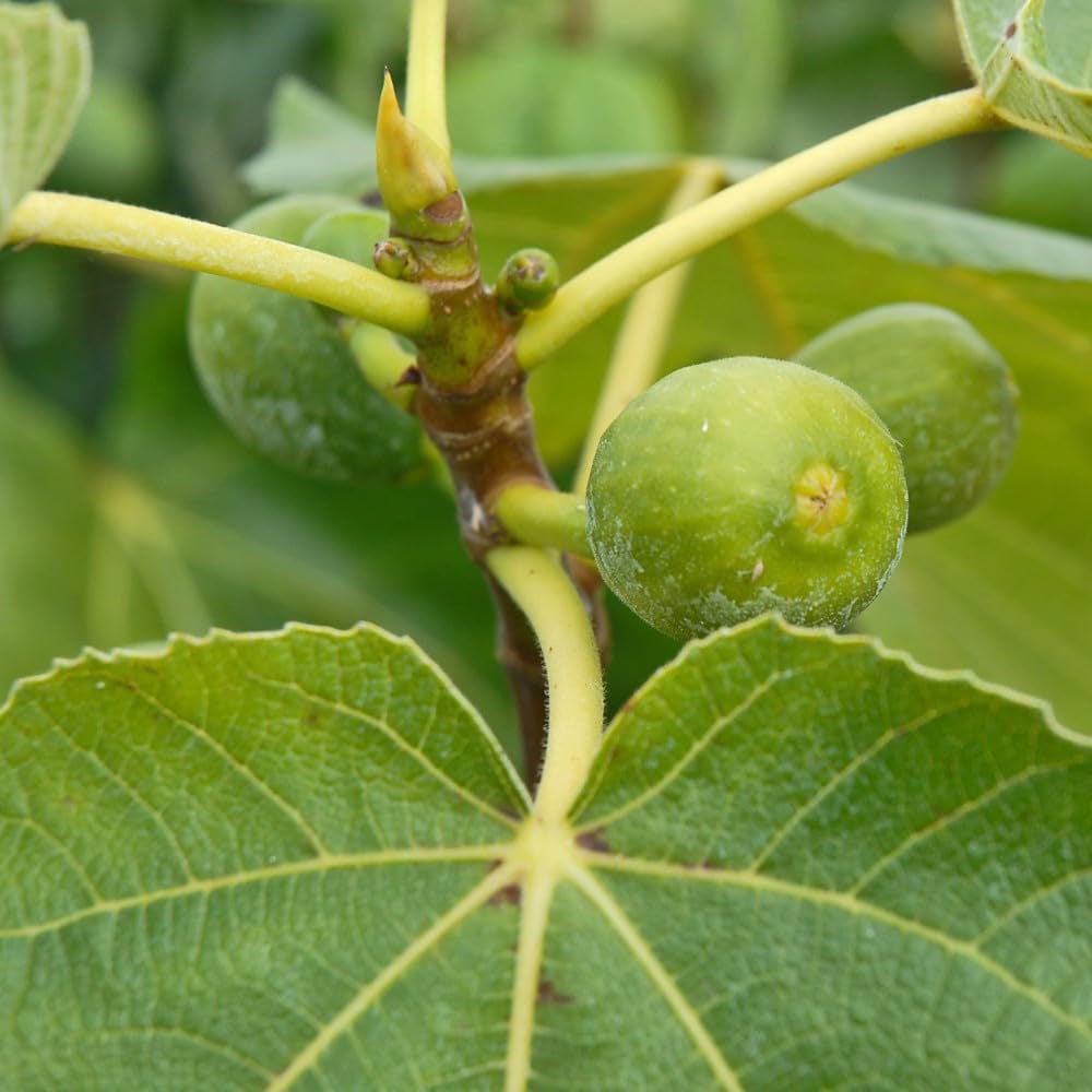 Thompson and Morgan Fig Ficus Carica Green Fig Plant Pot 9cm 3 Pack Image 3