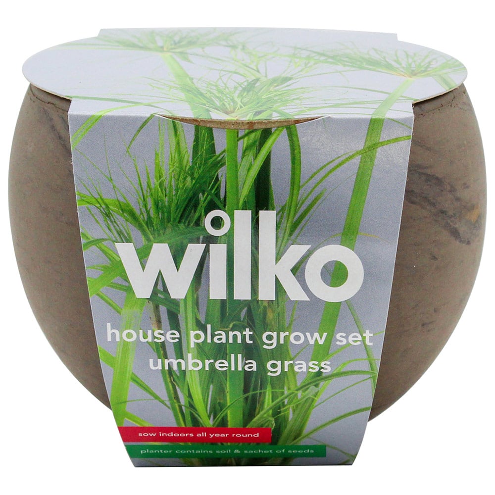 Wilko Dwarf Umbrella House Plant Grow Kit Image 2
