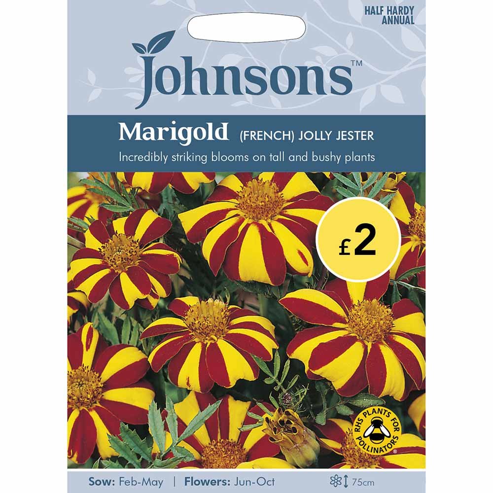 Johnsons Seeds Marigold (French) Jolly Jester Image 2