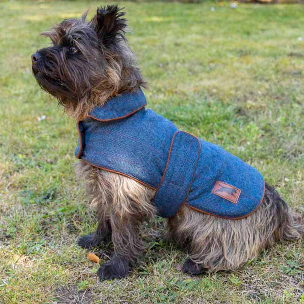 Why Is My Dogs Coat Getting Darker