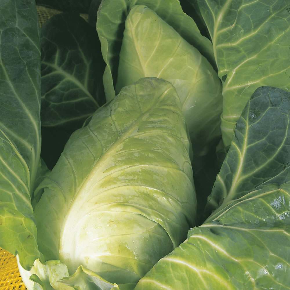 Johnsons Cabbage Durham Early Seeds Image 1