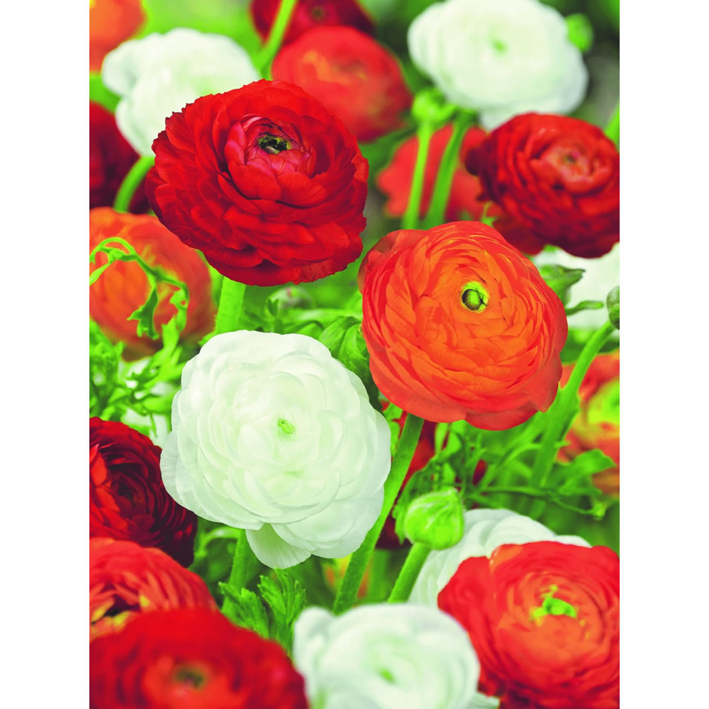 Wilko Ranunculus Orange/White Mix 5-6cm Spring Planting Bulbs 15 pack Image