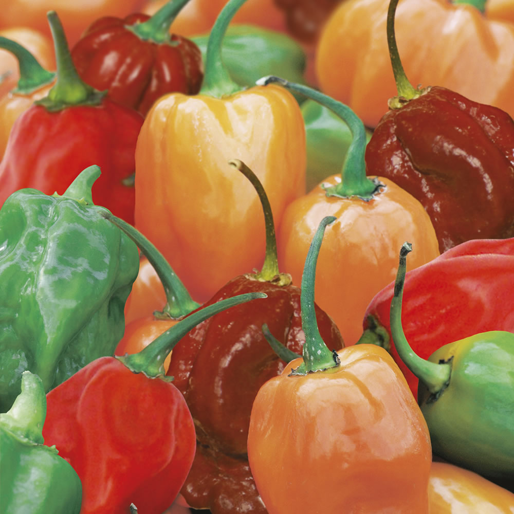 Wilko Pepper (Hot) Hotscotch Seeds Image 1