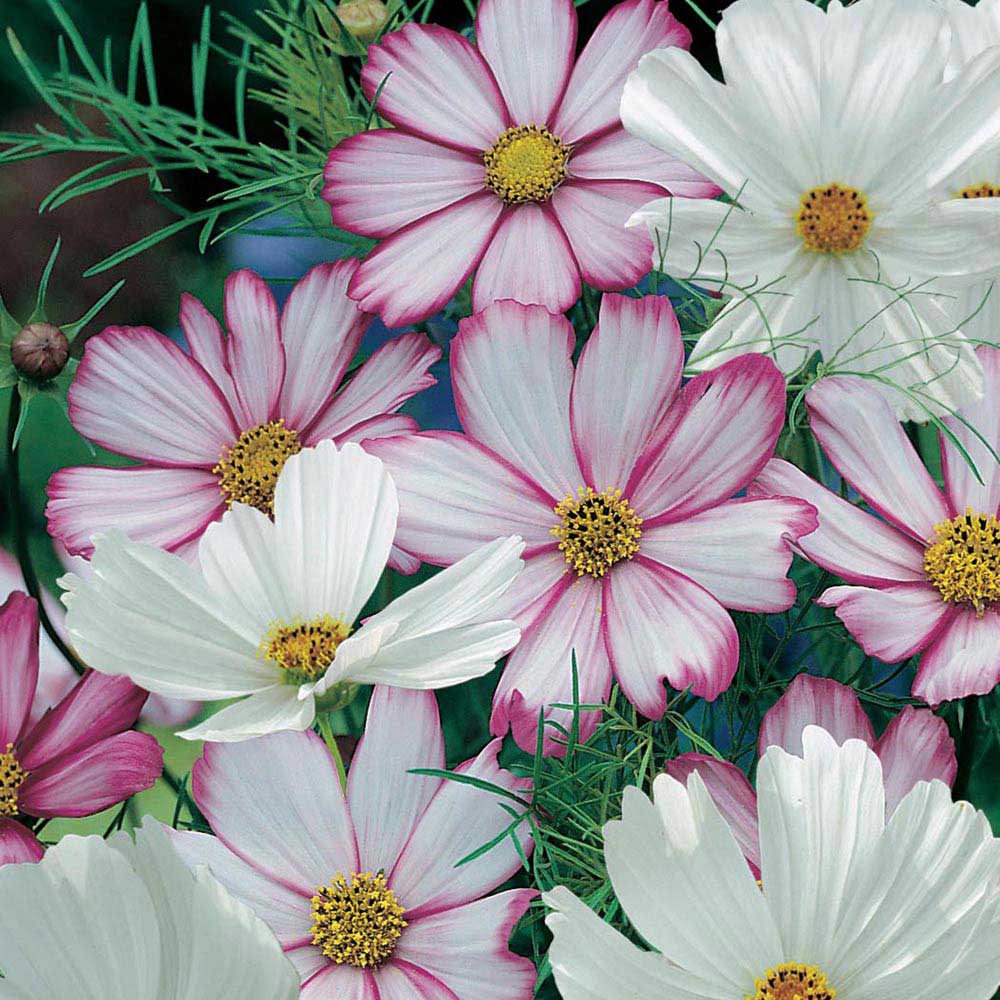 Johnsons Seeds Cosmos Peppermint Rock Image 1