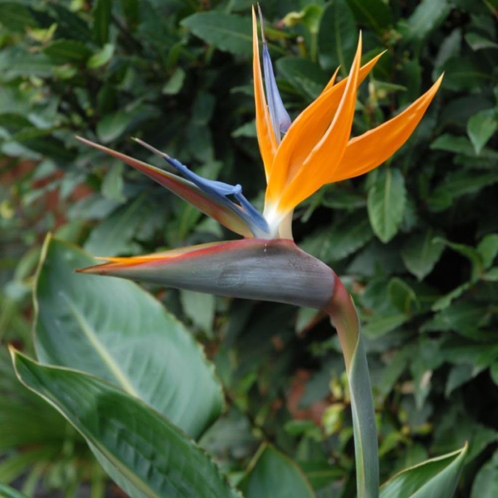 Thompson and Morgan Strelitzia Plant Pot 9cm 2 Pack and Charcoal Plant Pot 2 Pack Image 2