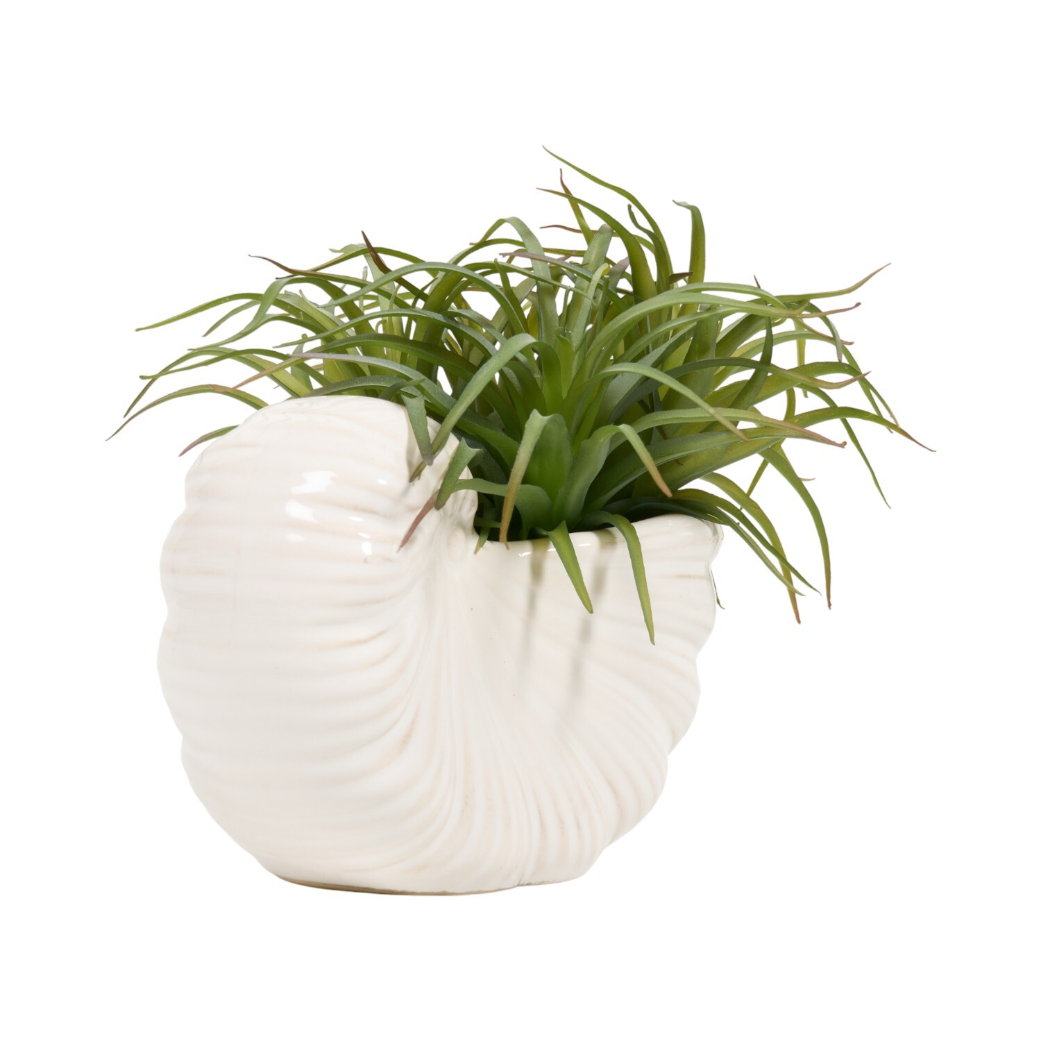 Succulent in Conch Shell Pot White Image 2
