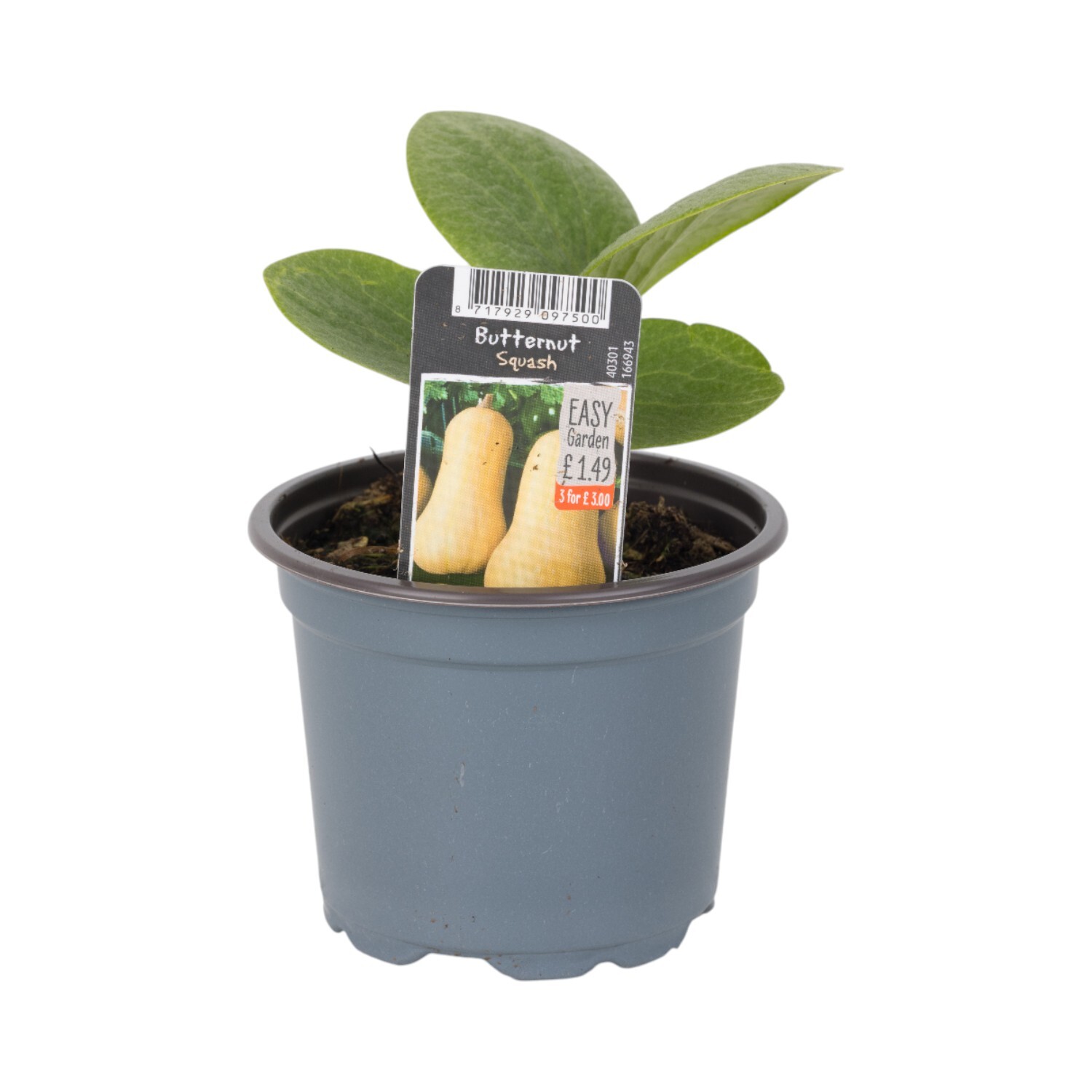 Butternut Squash Plant Image