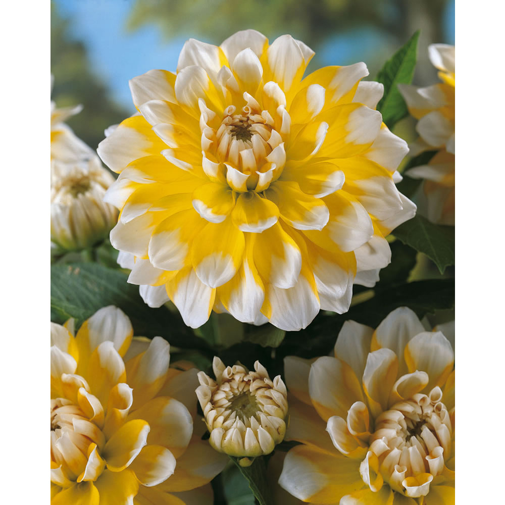 Wilko Dahlia Seattle Spring Planting Bulb 1 pack Wilko