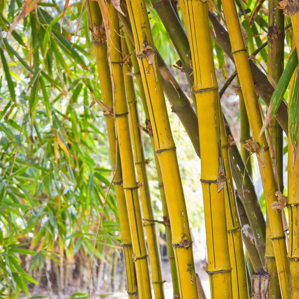 wilko Yellow Bamboo Plant 3L Pot Image 1