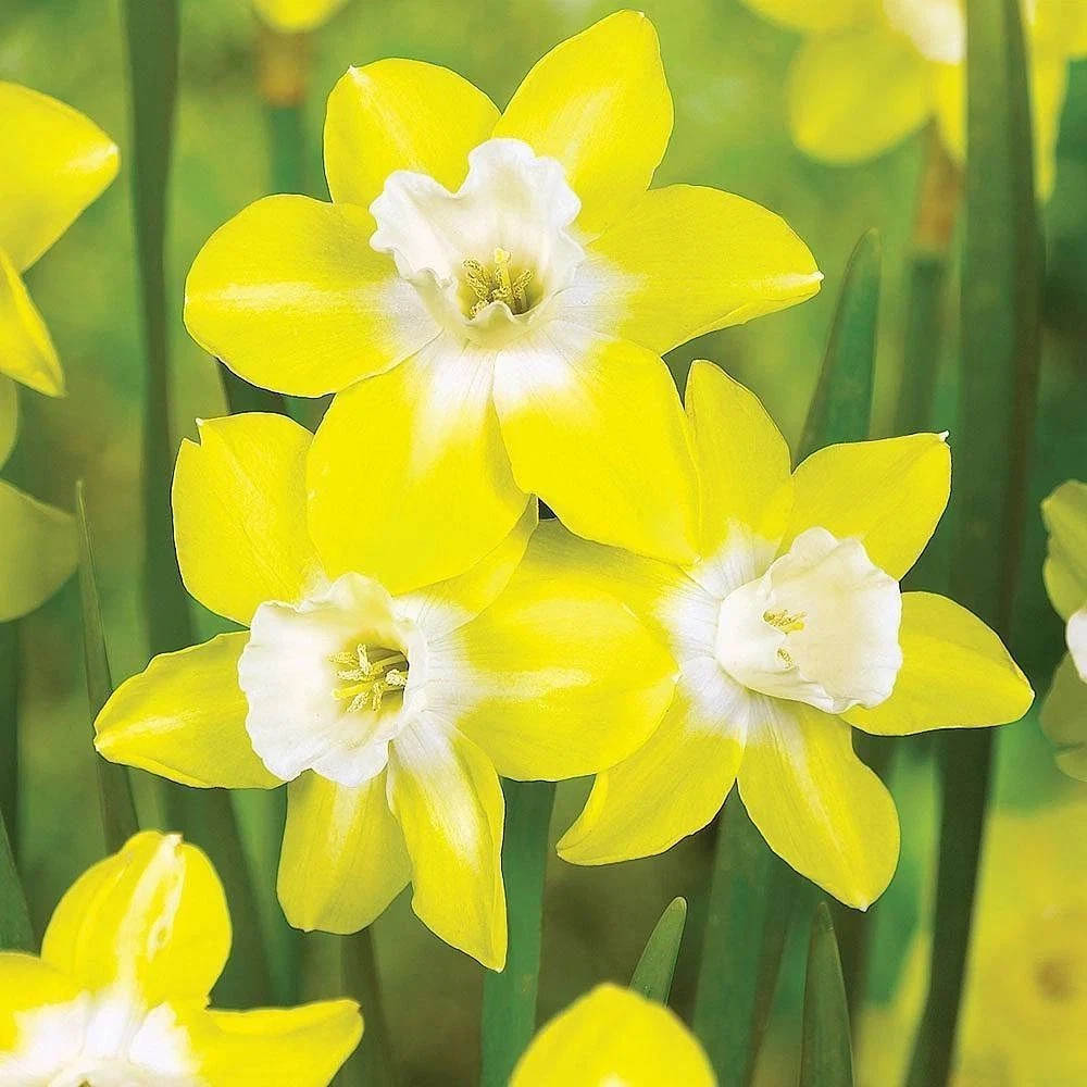 Thompson and Morgan Daffodil Super Scented Jonquilla Collection Spring Planting Bulb 160 Pack Image 6