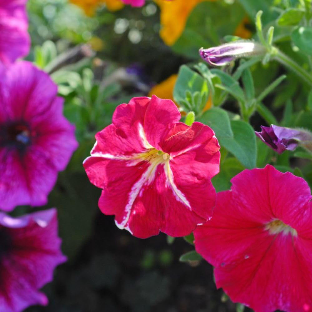 Thompson and Morgan Bumper Collection Garden Ready Plant 180 Image 3