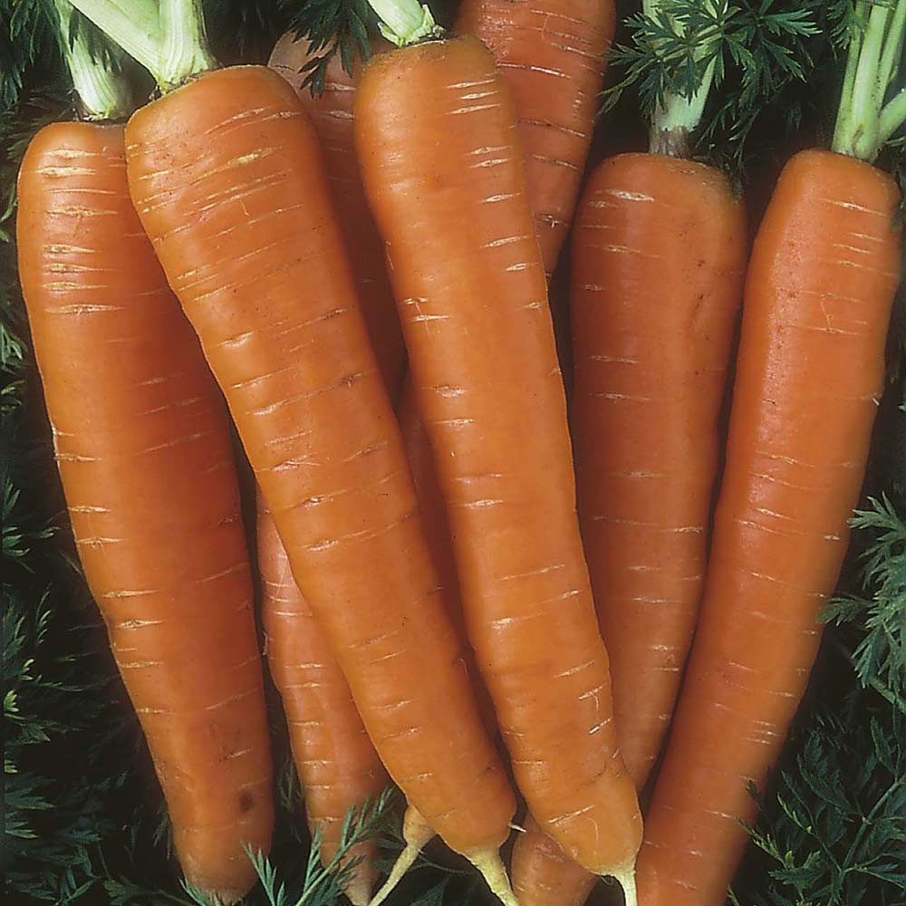 Johnsons Organic Carrot Nantes Seeds Image 1