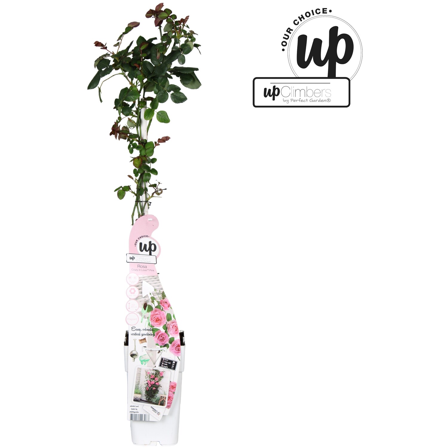 Rosa Crazy in Love - Pink Image