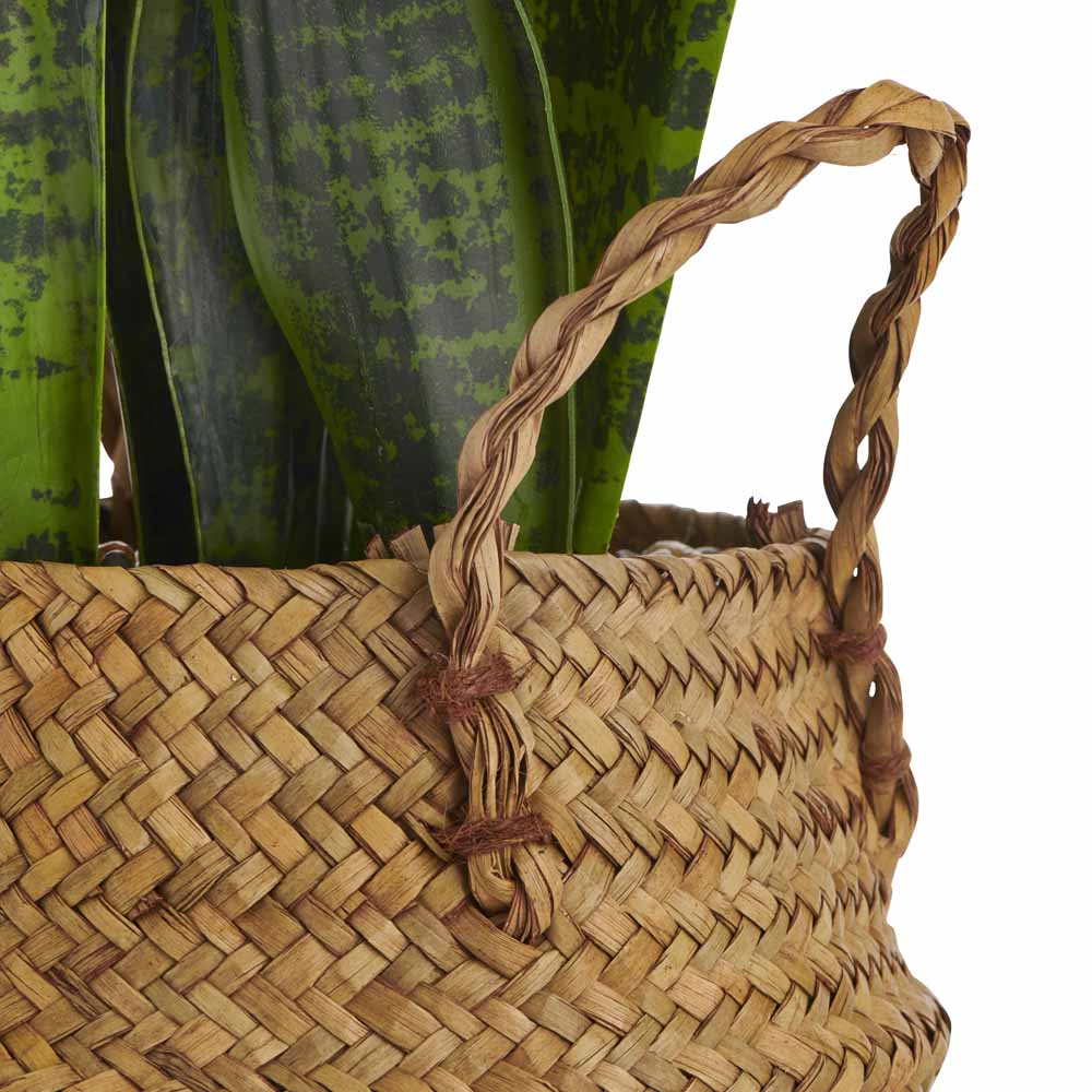 Wilko Green Snake Plant in Seagrass Basket Image 4
