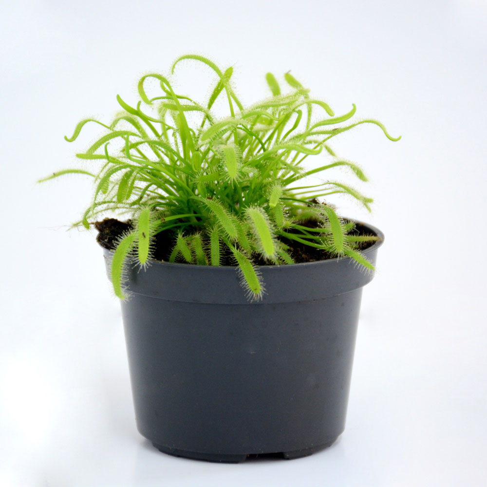Thompson and Morgan Drosera Capensis Plant Pot 9cm Image 5