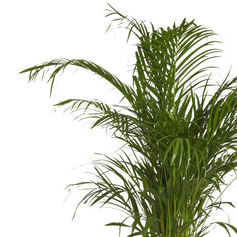 Wilko Dypsis Lutescens Areca Palm 120-140cm Image 6