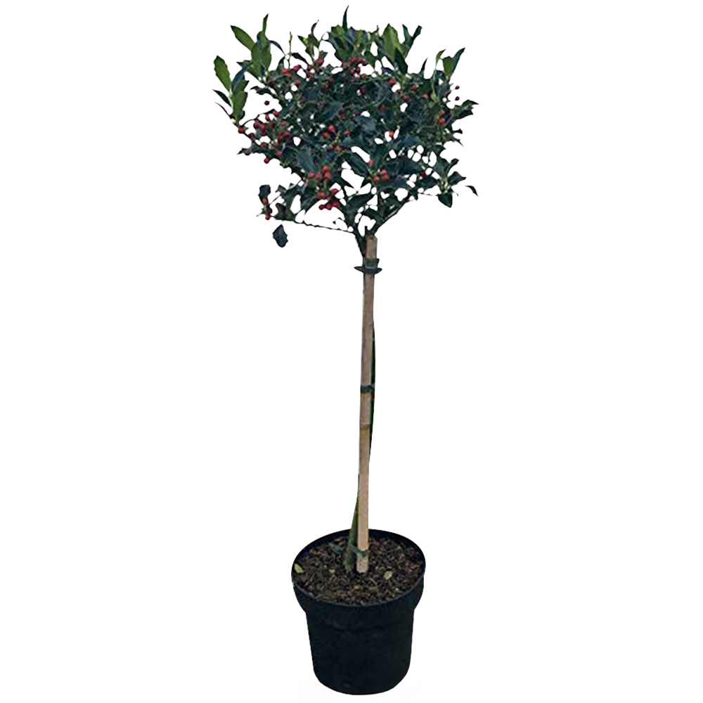 Thompson and Morgan Ilex Holly Green Alaska Plant Pot 2L Image 1