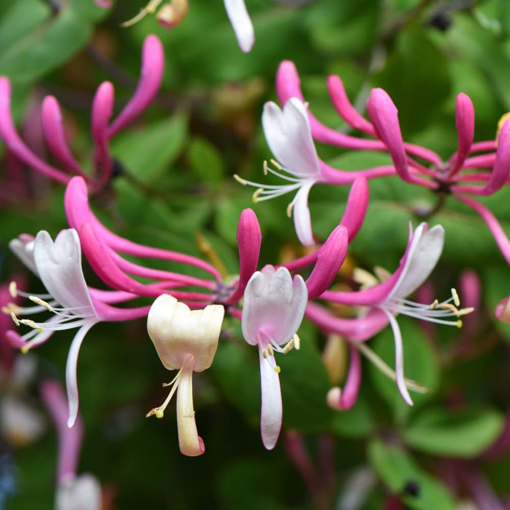 Thompson and Morgan Lonicera Periclymenum Belgica Plant Pot 1.7L Image 1