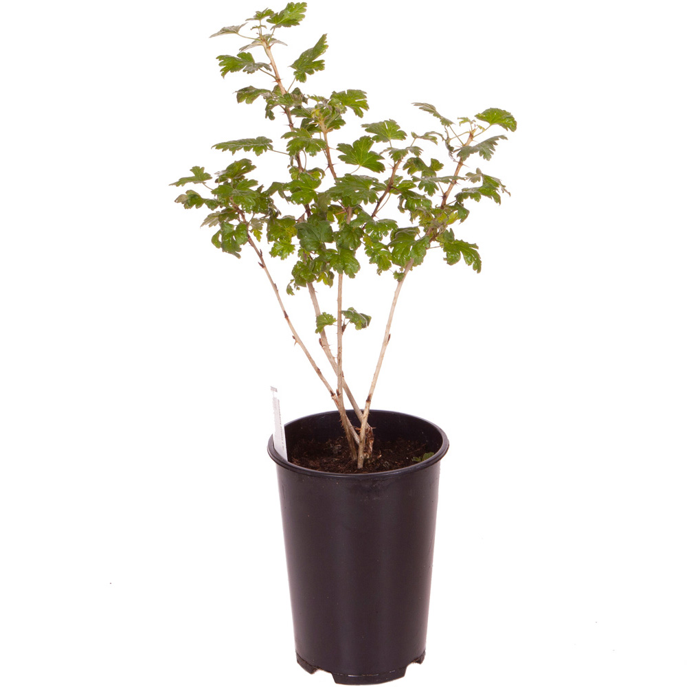 wilko Gooseberry Invicta Plant Pot 1.7L Image 2