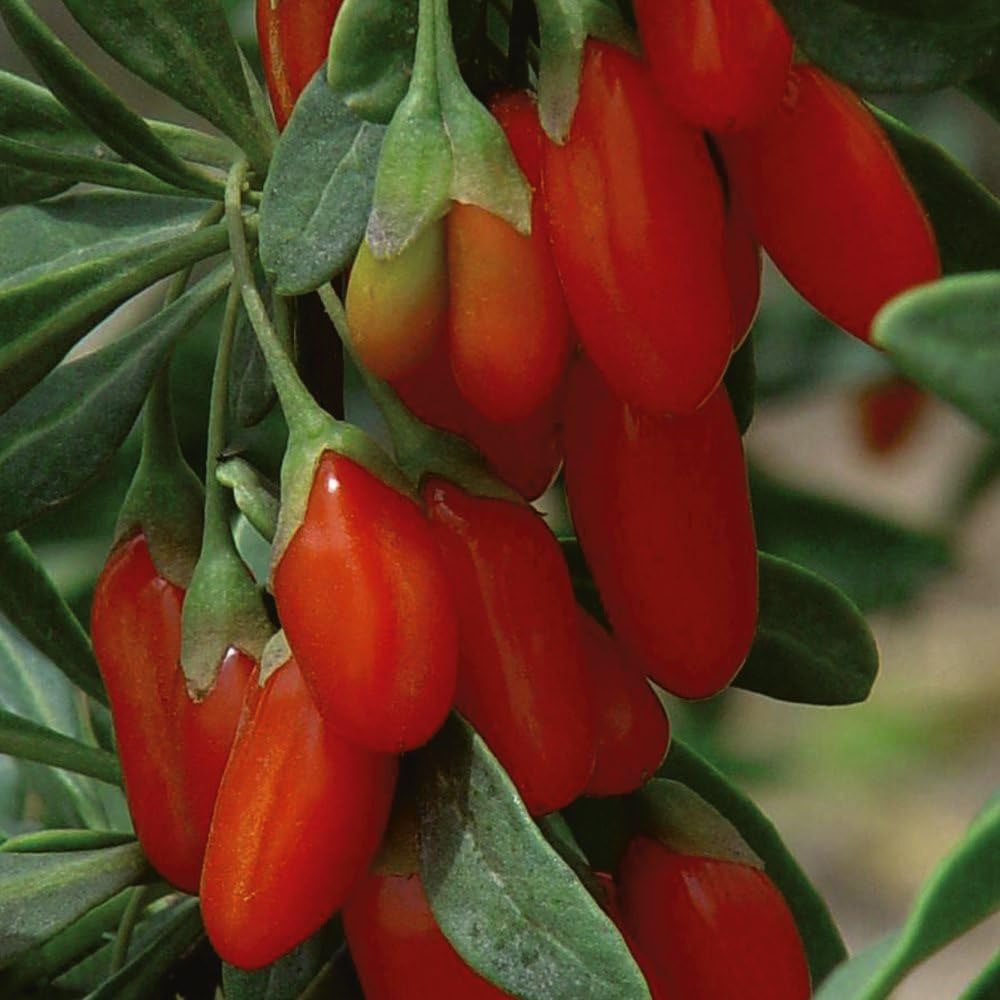 Thompson and Morgan Goji Berry Synthia Plant Pot 9cm 2 Pack Image 1