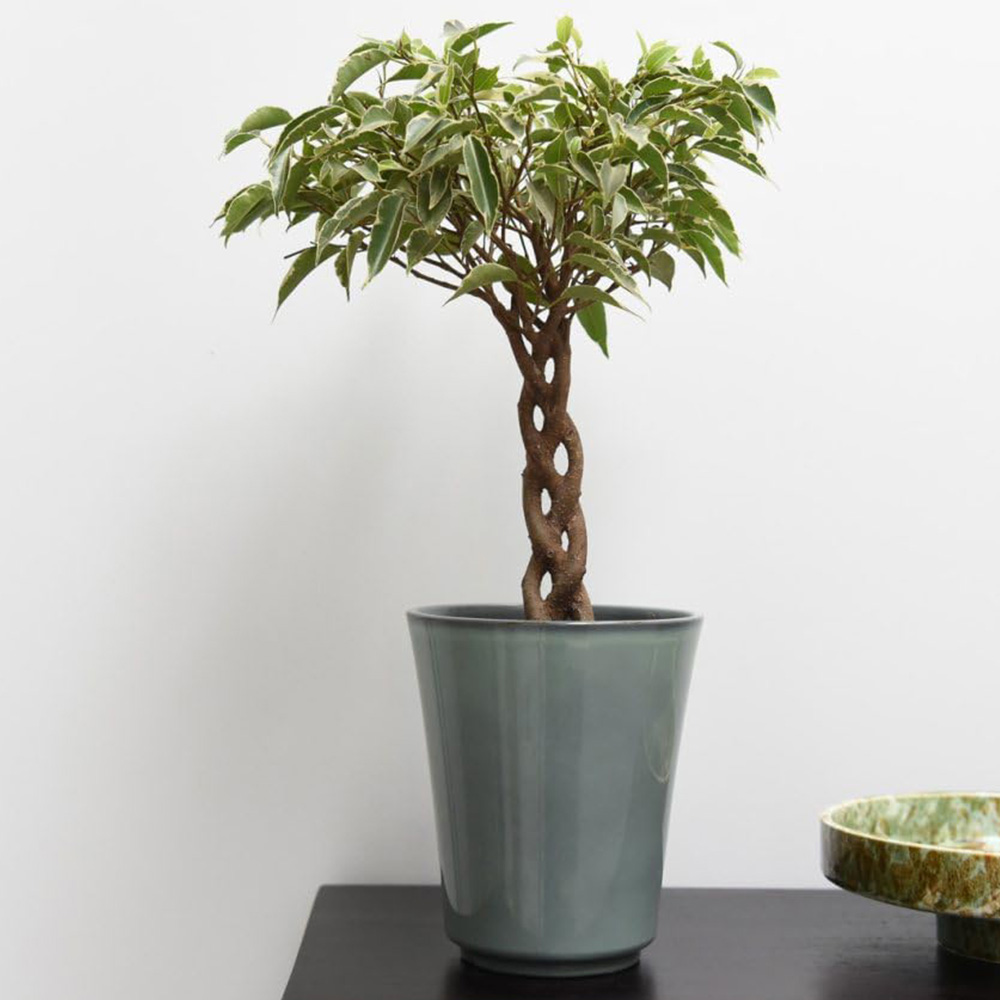 Thompson and Morgan Ficus Benjamina Nina Braided Stem Plant Pot 12cm Image 1