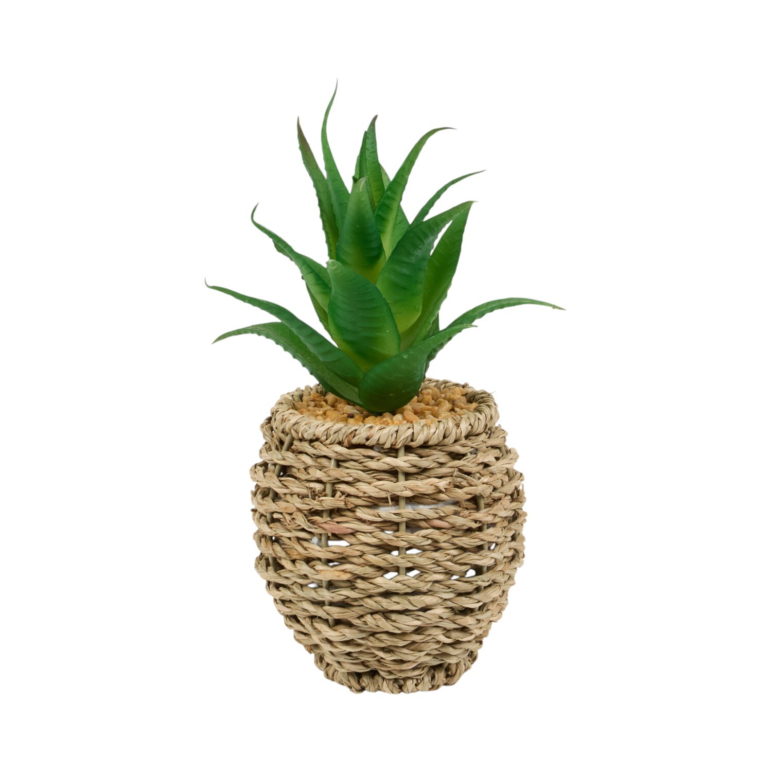 Succulent in Water Hyacinth Pot Natural Image 1