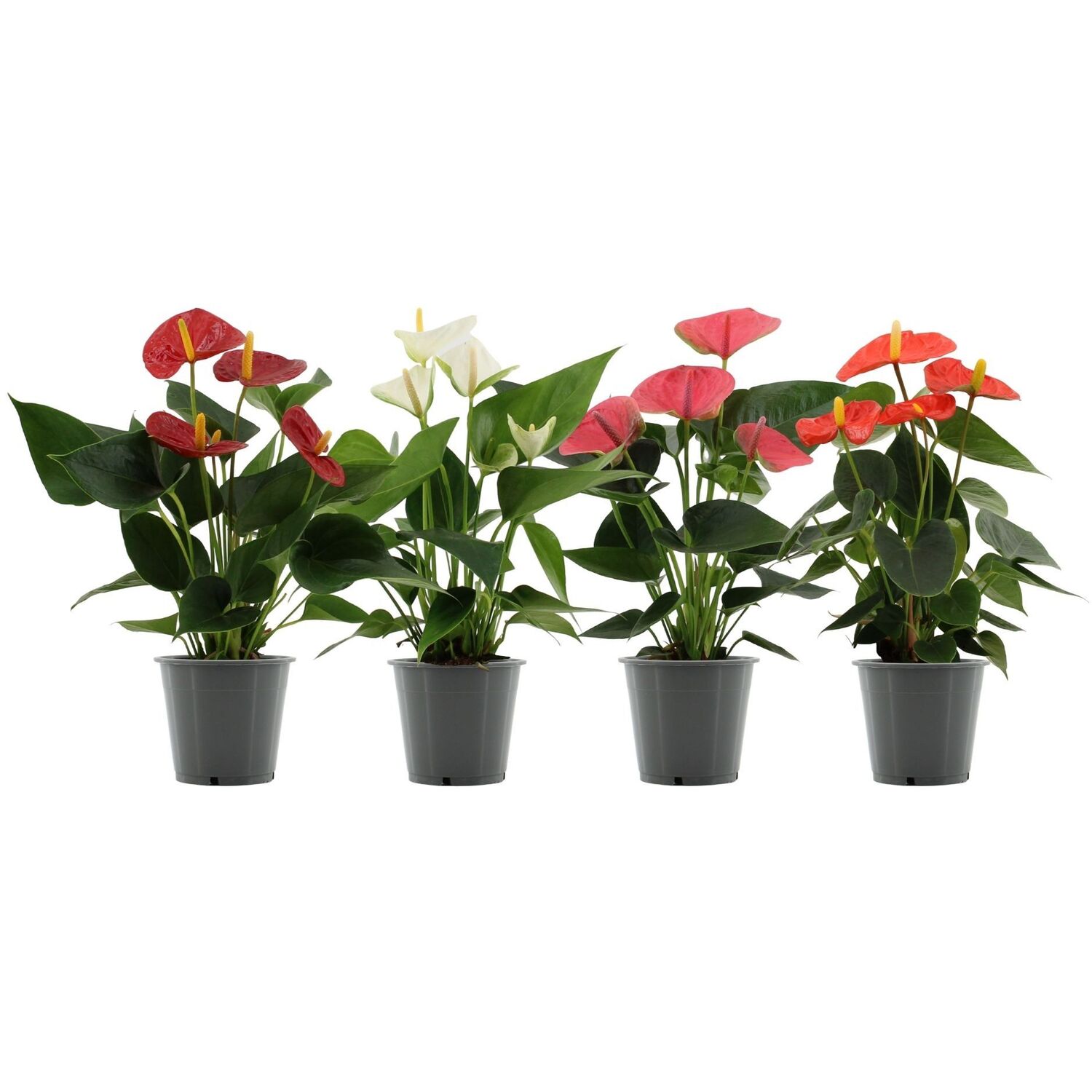 Anthurium Plant - Multicolour Image
