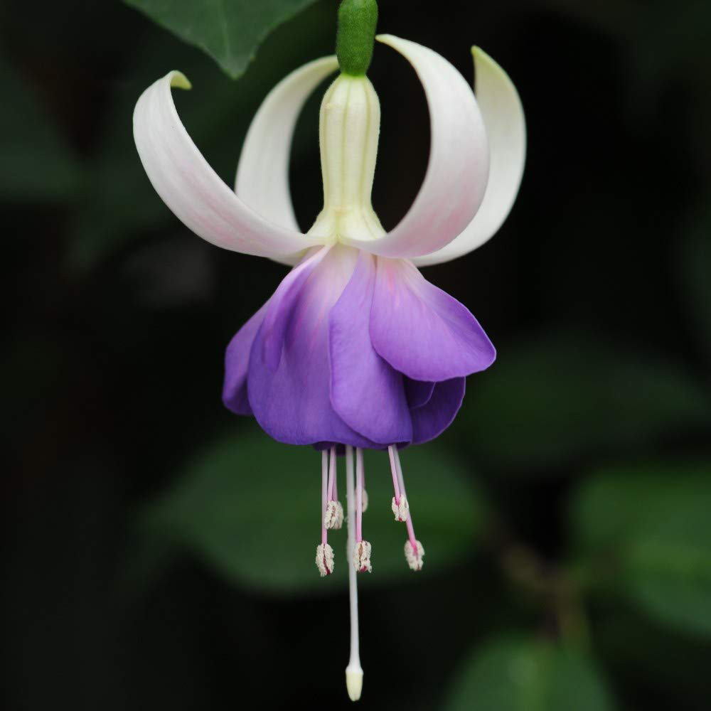 Thompson and Morgan Viburnum Opulus Snowball Shrub Potted Plant 9cm Image 3