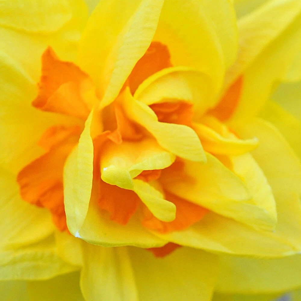 Thompson and Morgan Daffodil Raffles Spring Planting Bulb 8 Pack Image 7