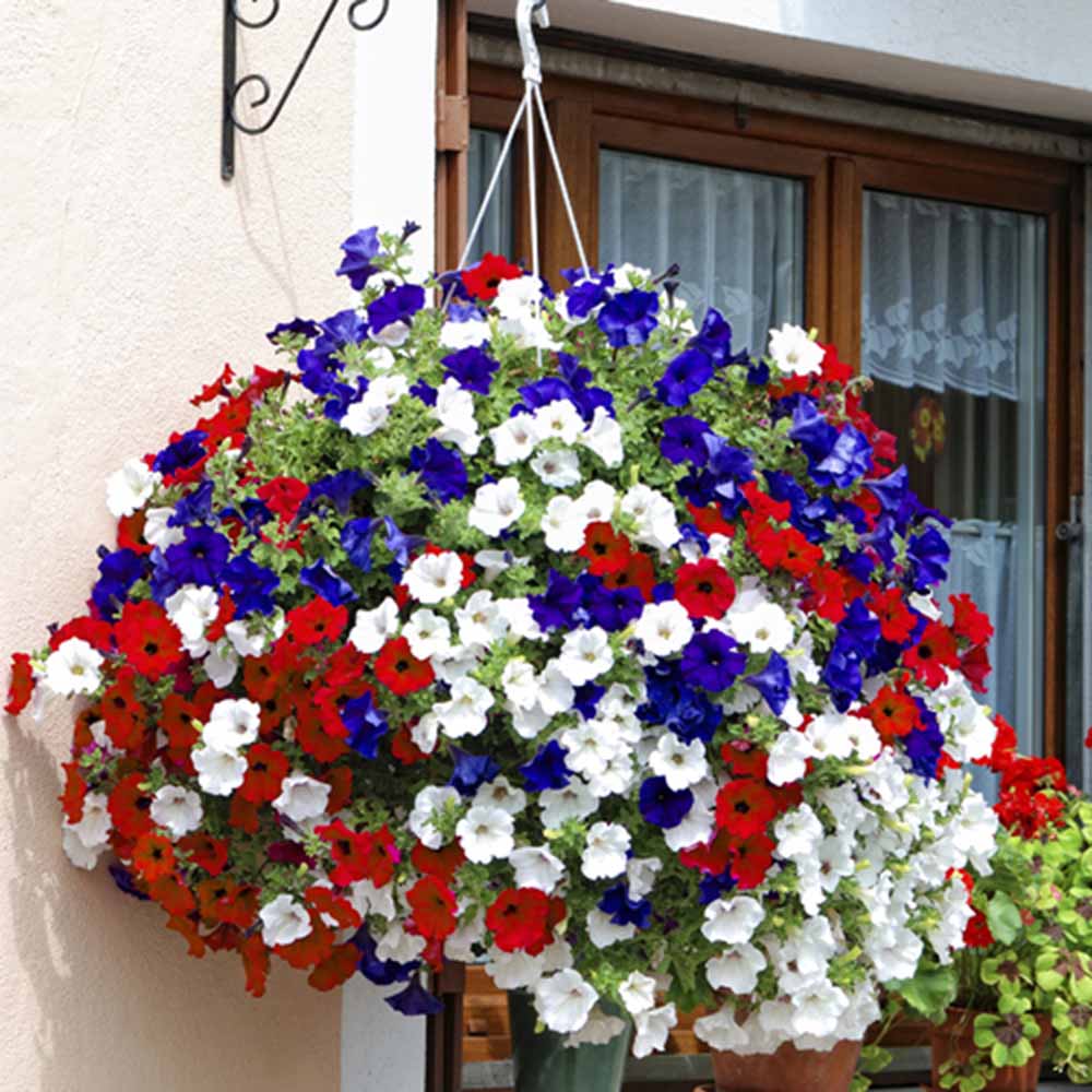 wilko Petunia Union Jack Preplanted Hanging Basket 2 Pack Image 2